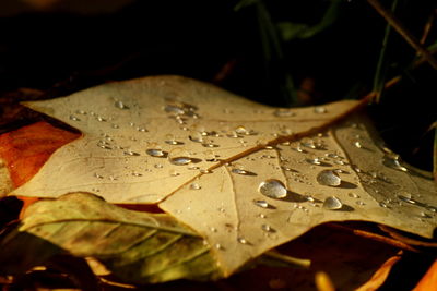 Close-up of wet maple leaf during autumn