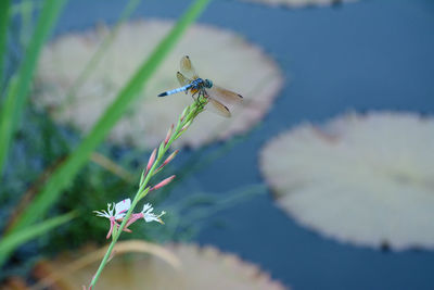 Close-up of dragonfly on flower near water lily pond