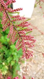 Close-up of flower tree