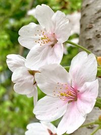 Close-up of white cherry blossoms