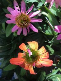 Close-up of pink flower