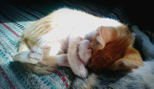 Close-up of cat sleeping