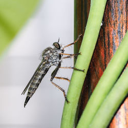 Close-up of butterfly on plant