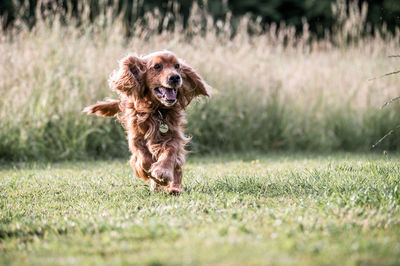 Dog running in field