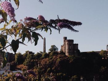 Low angle view of flowers in forest