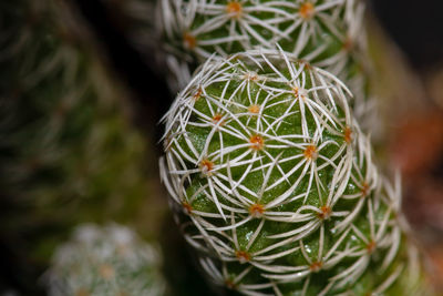 Close-up of succulent plant on christmas tree