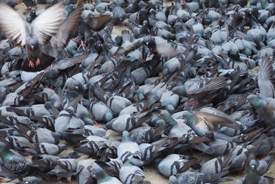 High angle view of pigeons feeding