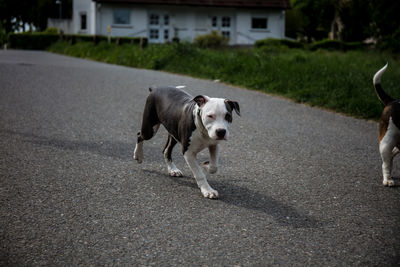 Dog running on road in city