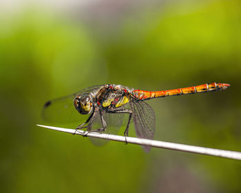 Close-up of dragonfly on leaf