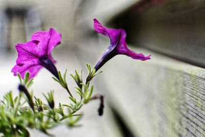 Close-up of pink flowering plant