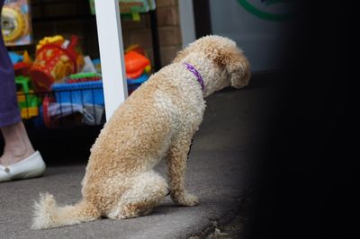 Close-up of dog sitting by toy car