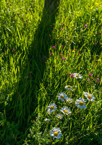 Close-up of flowering plants on field