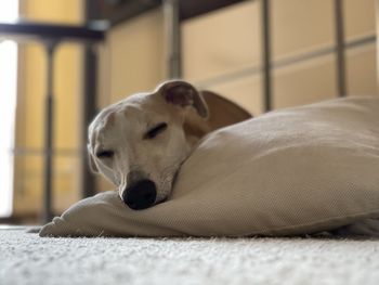 Close-up of a dog resting at home