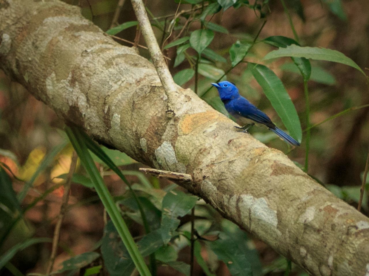 BIRD PERCHING ON BRANCH