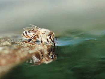 Close-up of honey bee drinking water 
