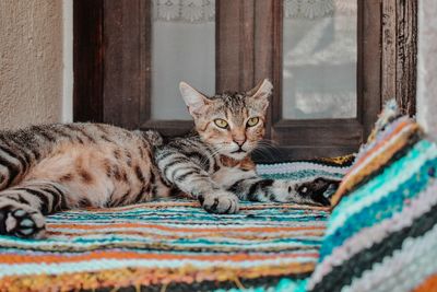 Portrait of cat resting