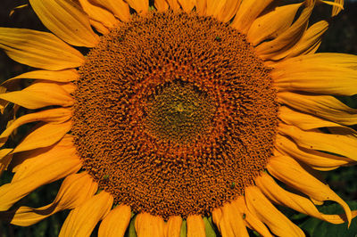 Close-up of sunflower