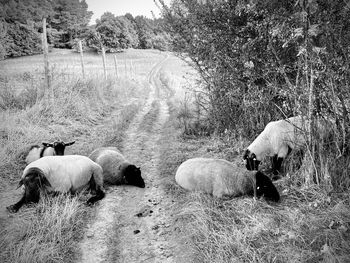 View of sheep on field