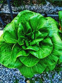 High angle view of green leaf in garden