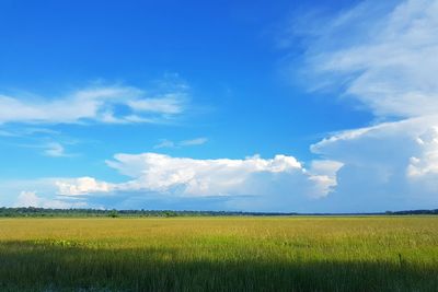 Scenic view of field against sky