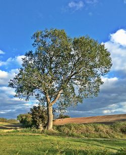 Trees on field against cloudy sky