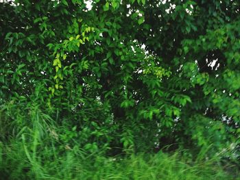 Trees in forest