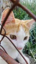 Close-up portrait of cat sitting on grass