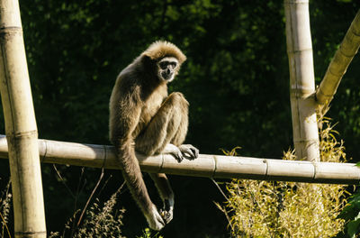 Monkey sitting on tree at zoo