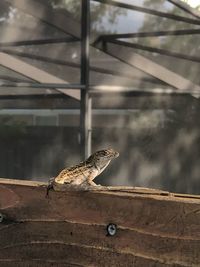 Close-up of lizard on wall