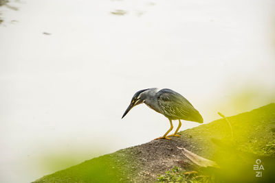 Close-up of bird perching on a water