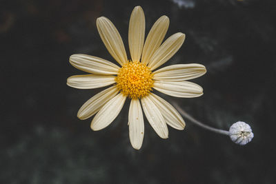 Close-up of white flower