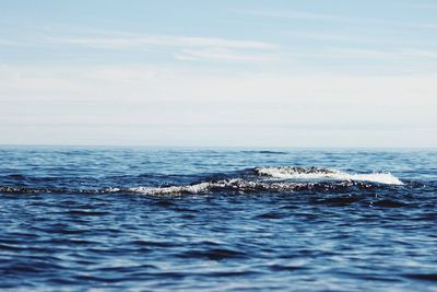 View of turtle swimming in sea