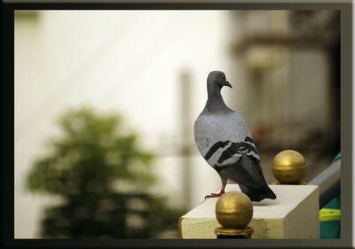 Bird perching on railing