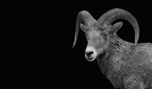 Close-up of deer against black background