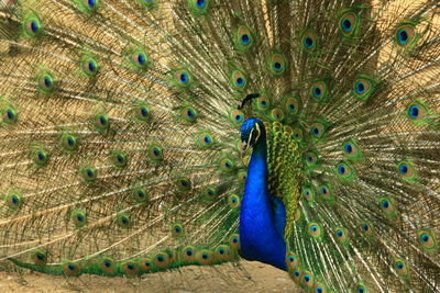 Close-up of peacock