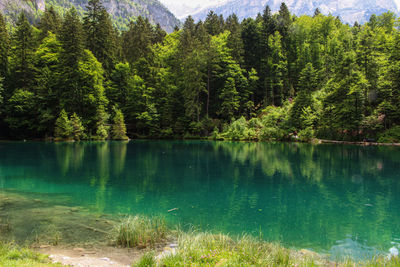 Scenic view of lake by trees in forest