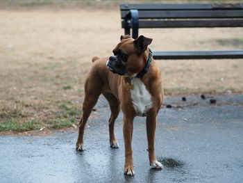 Portrait of dog looking away