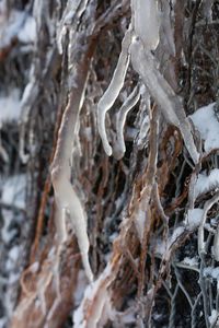 Full frame shot of frozen tree