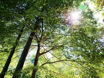 Low angle view of trees in forest against sky