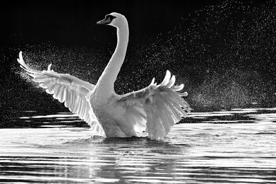 View of swan in lake