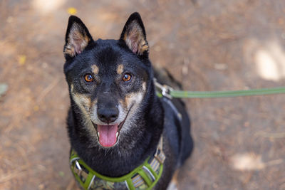 Close-up of dog