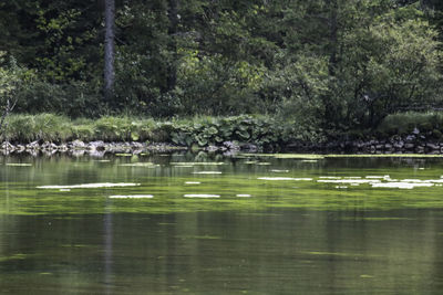 Scenic view of lake in forest