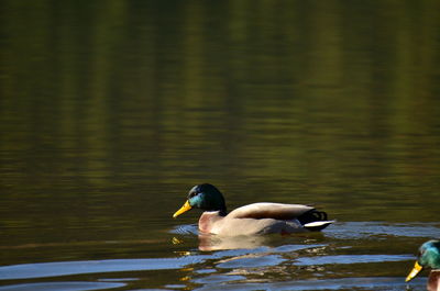 Close-up of duck swimming on lake