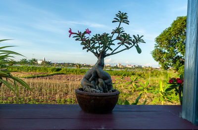 Potted plant against sky