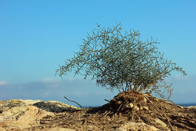 Low angle view of tree against clear blue sky