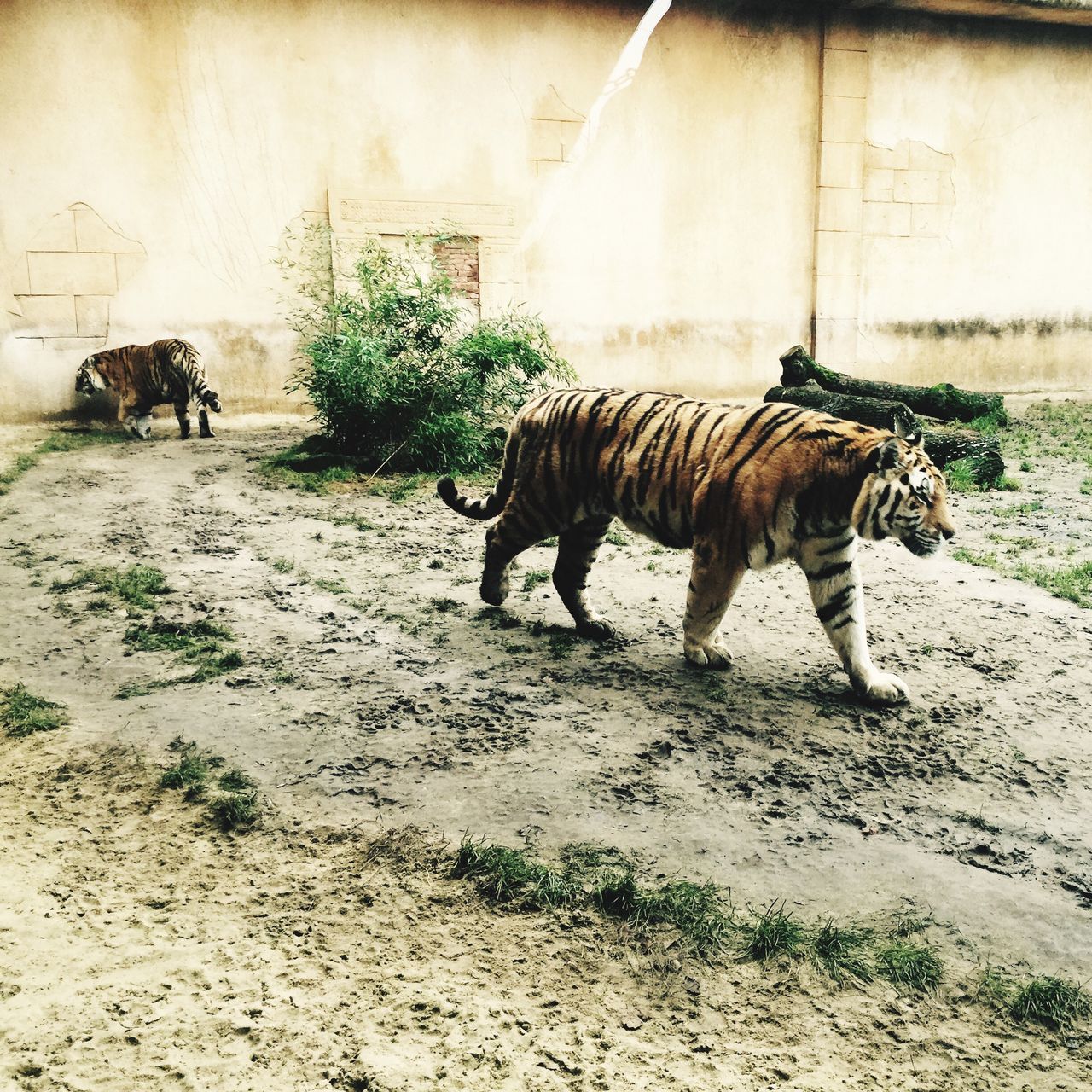 animal themes, domestic animals, mammal, one animal, two animals, livestock, standing, field, horse, side view, full length, herbivorous, pets, day, sunlight, outdoors, zoology, no people, grass, nature