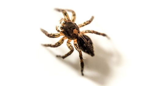 Close-up of spider on white background