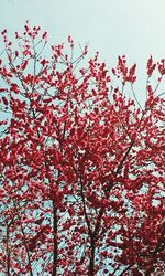 Low angle view of tree against sky