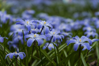 Close-up of purple flowering plants on field