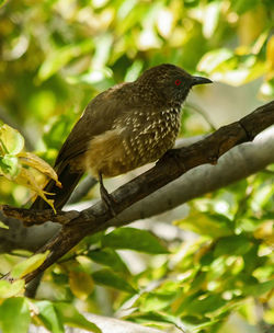 Close-up of bird perching on branch